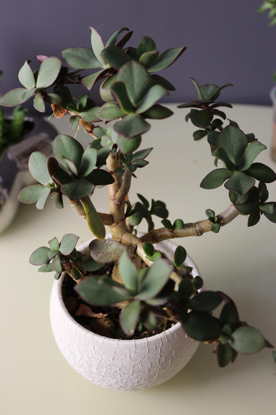 Это моё после обрезки. первоначальный вид был близок к тому что в начале поста в розыске. 